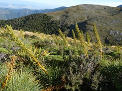 Aciphylla glaucescens