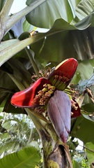 Musa × paradisiaca