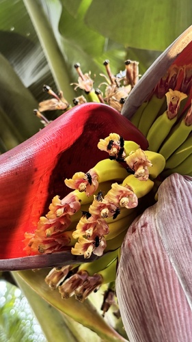 Musa × paradisiaca, photograph 2