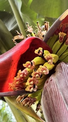 Musa × paradisiaca, photograph (c) Nicollas Michels, some rights reserved (CC BY-SA)