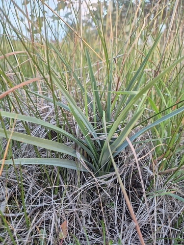 Dianella longifolia grandis