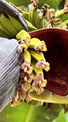 Musa × paradisiaca, photograph 3