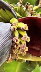 Musa × paradisiaca, photograph (c) Nicollas Michels, some rights reserved (CC BY-SA)