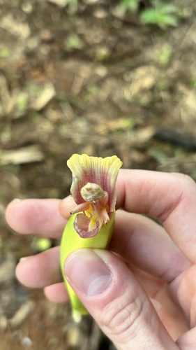 Musa × paradisiaca, photograph 4