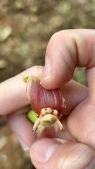 Musa × paradisiaca, photograph (c) Nicollas Michels, some rights reserved (CC BY-SA)