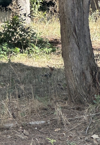 Common Hoopoe