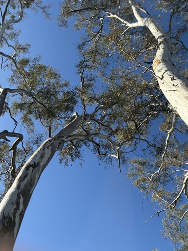 Eucalyptus intertexta, photograph 6