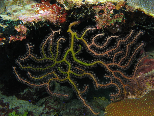 Iciligorgia schrammi Duchassaing, 1870