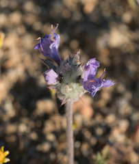 Salvia carduacea