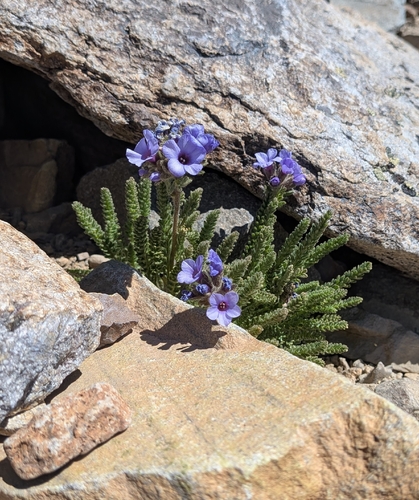 Polemonium eximium, photograph 5