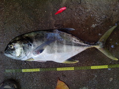 Caranx caninus