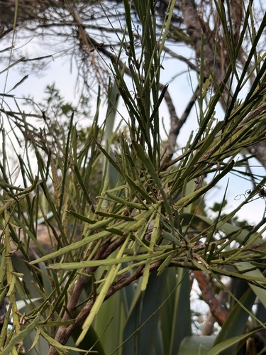Carmichaelia australis observed 2026-07-15
