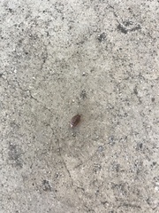 Armadillidium vulgare