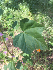 Malva nicaeensis