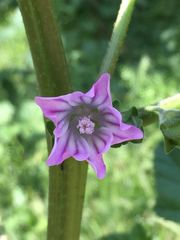 Malva nicaeensis