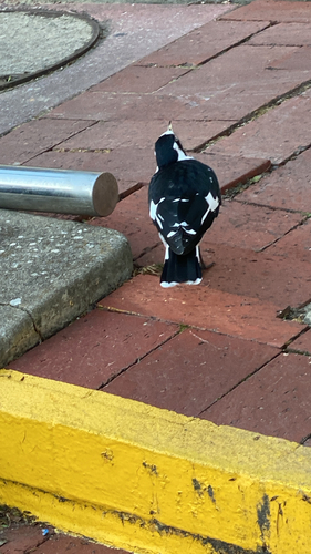 Magpie-lark