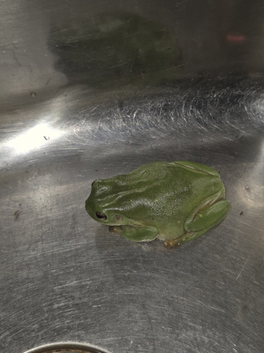 Green Tree Frog