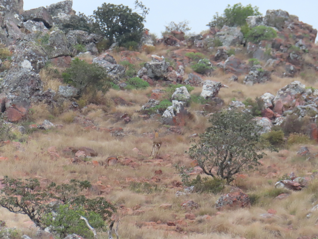 Redunca fulvorufula, Vhembe District Municipality, South Africa, by freddiehopkins