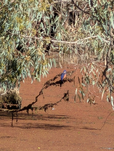 Azure Kingfisher