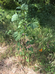 Malva nicaeensis