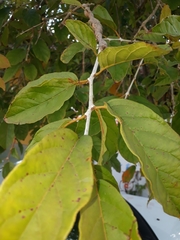 Campomanesia xanthocarpa