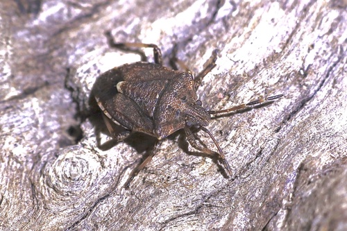 Oncocoris geniculatus