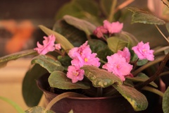 Streptocarpus ionanthus