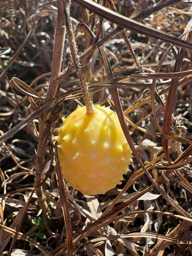 Cucumis anguria observed 2026-07-15