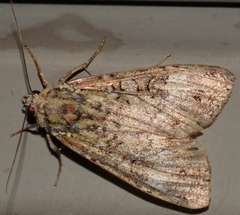 Anaplectoides