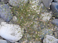 Brickellia diffusa