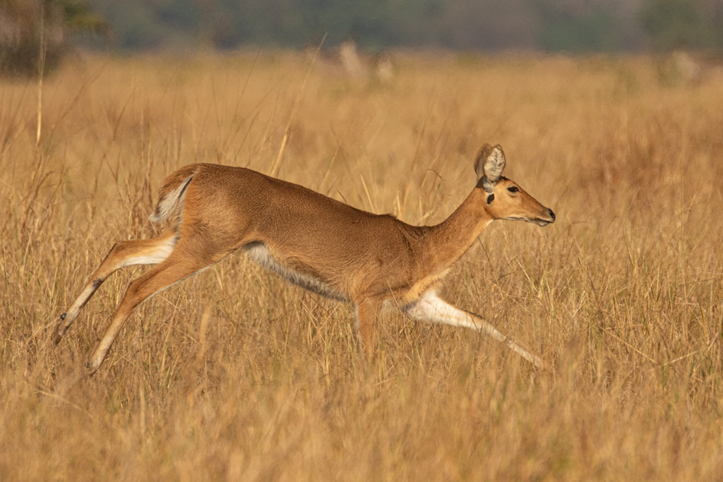 Redunca arundinum, Picada 5, Gorongosa National Park, Mozambique, by bartwursten