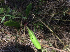 Carphephorus odoratissimus