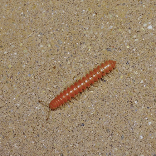 Rhysodesmus chisosi