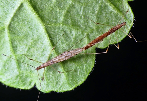 Chinoneides tasmaniensis