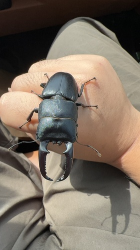 Titan Stag Beetle