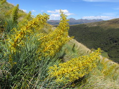 Aciphylla glaucescens