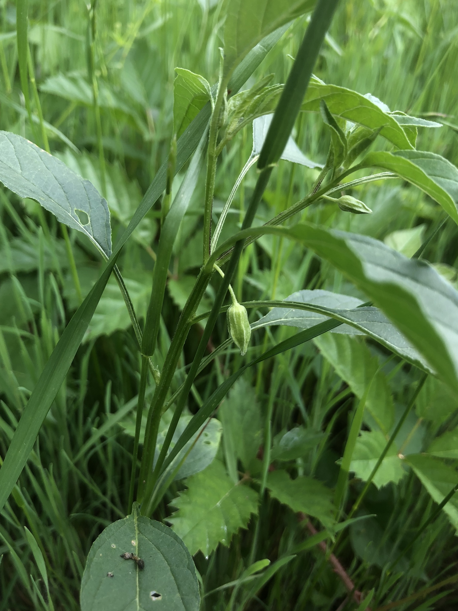 Physalis longifolia var. longifolia