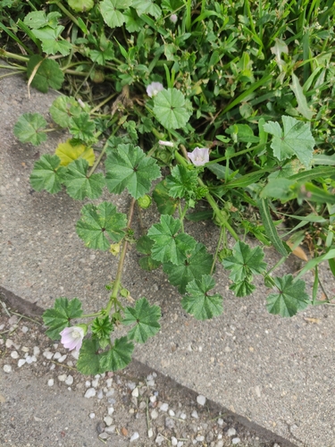 Наблюдение на iNaturalist