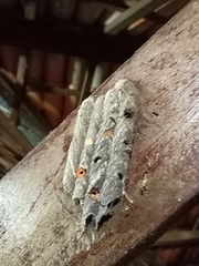 Trypoxylon albitarse