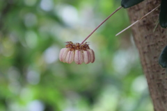 Bulbophyllum roxburghii