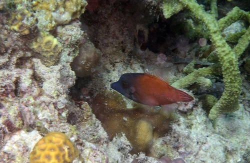 Pervagor melanocephalus observed 2026-07-15