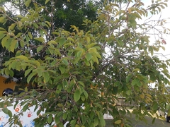 Campomanesia xanthocarpa