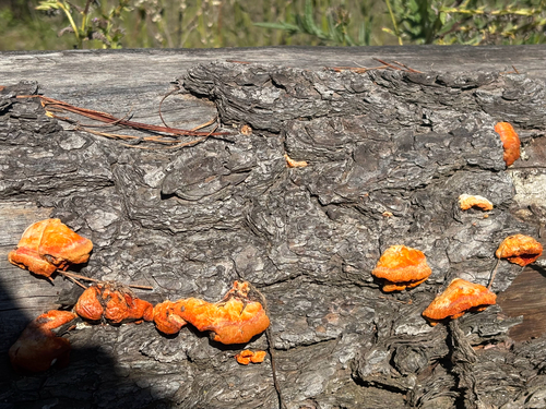 Southern Cinnabar Polypore