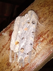 Trypoxylon albitarse