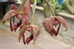 Stanhopea platyceras