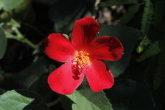 Hibiscus martianus