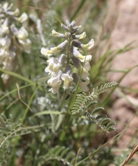 Sophora nuttalliana