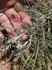 Sophora nuttalliana