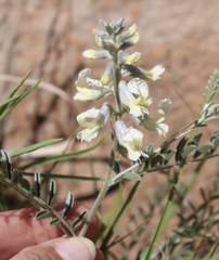 Sophora nuttalliana
