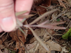 Lonicera dioica